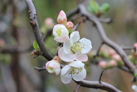 Incredibly rare Chaenomeles speciosa cultivar wins national horticultural competition
